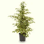 Ficus benjamina 'Twilight'