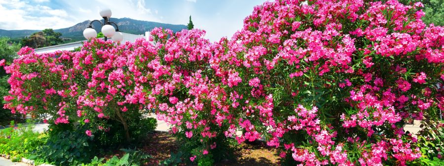 Oleandro, pianta fiorita sempreverde resistente alla siccità