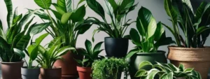 Piante da Interno con Poca Luce