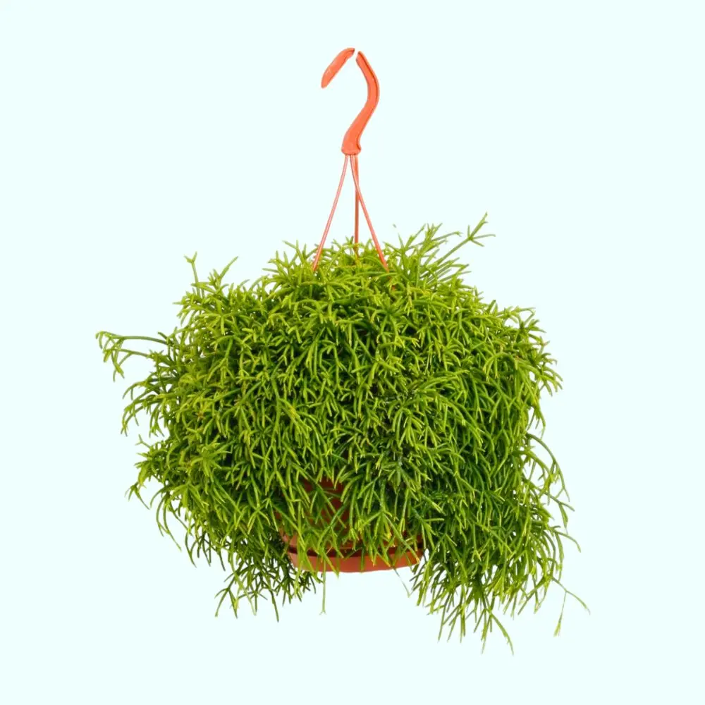 Rhipsalis Baccifera Oasis Rhipsalis pendente