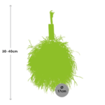 Rhipsalis Baccifera Oasis dimensione pianta v17