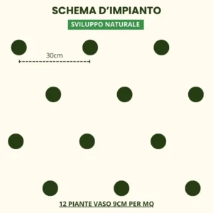 Schema impianto 1mq sviluppo naturale