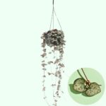 ceropegia woodii collana di cuori pianta pendente