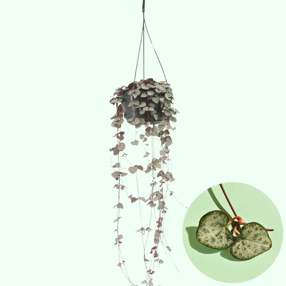ceropegia woodii collana di cuori pianta pendente
