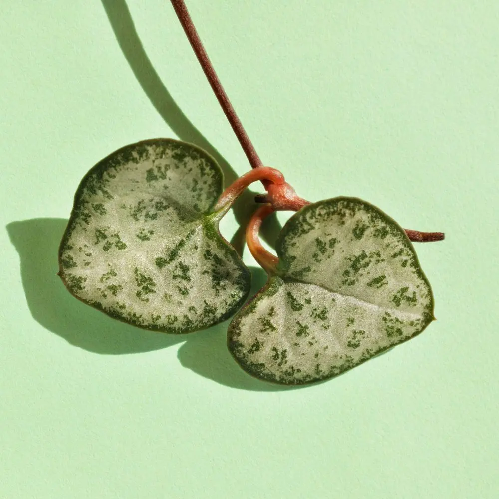 collana di cuori ceropegia woodii foglie