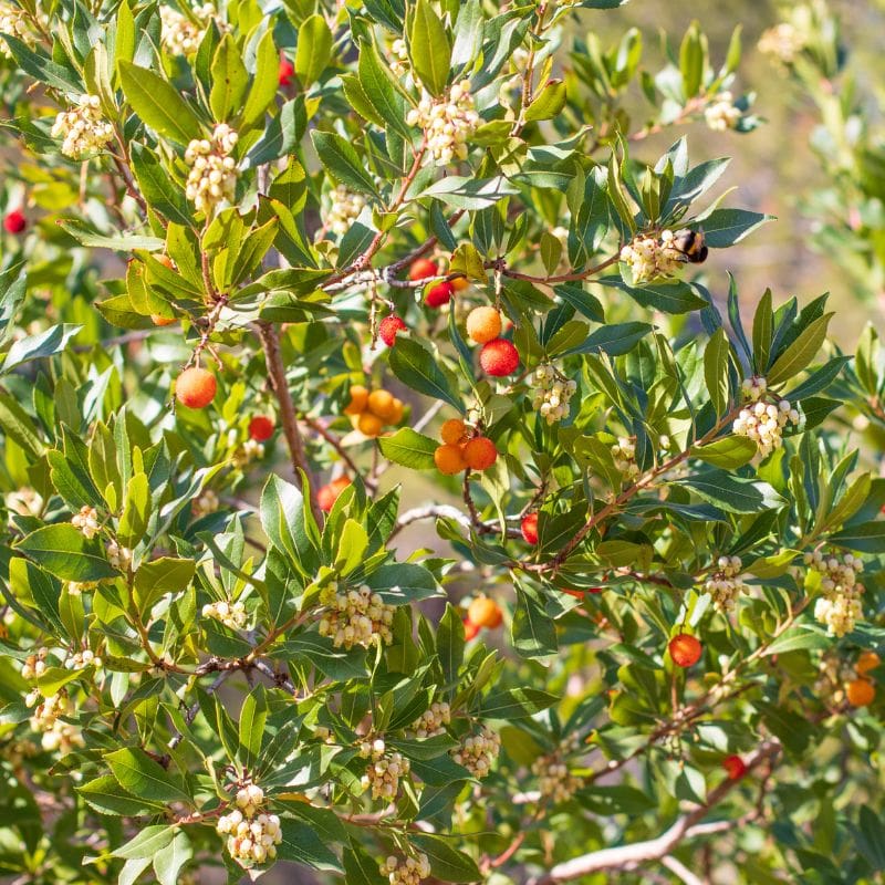 Arbutus unedo Corbezzolo Arbutus unedo Corbezzolo