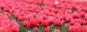 Come e Quando si piantano i bulbi di tulipano