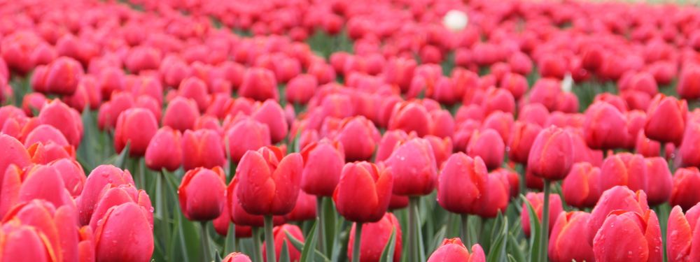 Come e Quando si piantano i bulbi di tulipano