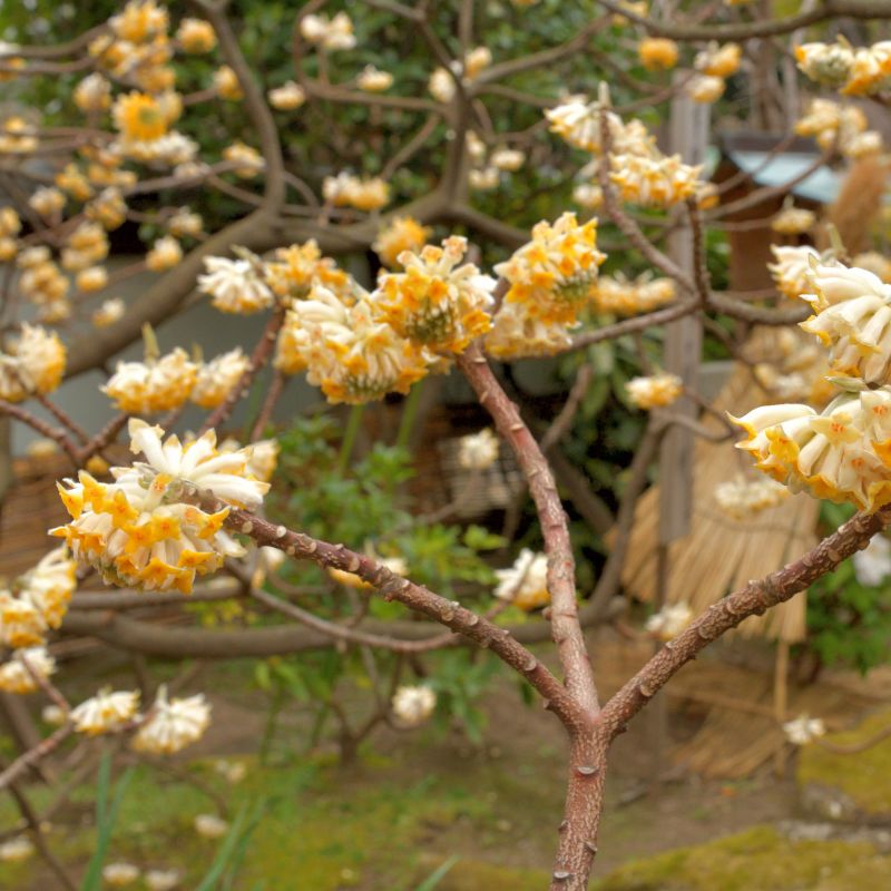 Edgeworthia chrysantha con fiori
