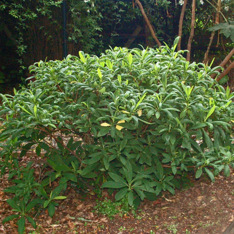 Edgeworthia chrysantha con foglie