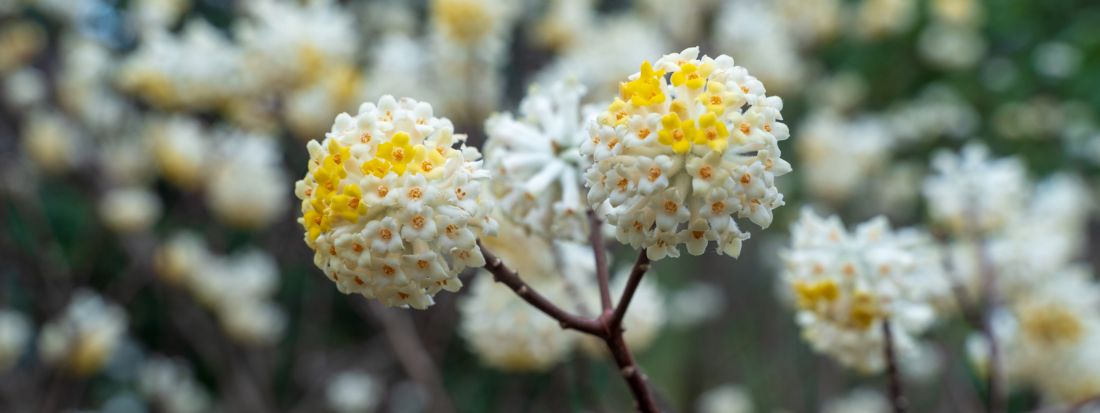 Edgeworthia chrysantha pianta