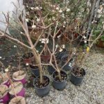 Edgeworthia chrysantha vaso 20cm