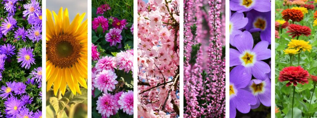 Elenco piante mellifere