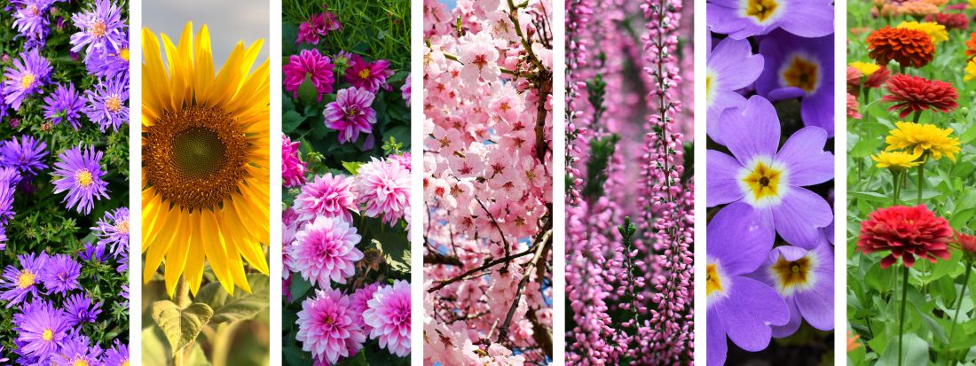 Elenco piante mellifere