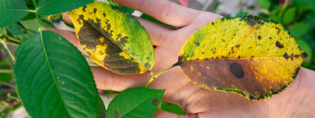 Ticchiolatura: Come Riconoscerla e Combatterla Efficacemente