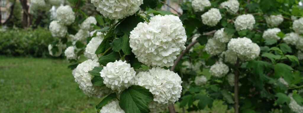 Viburno palla di neve