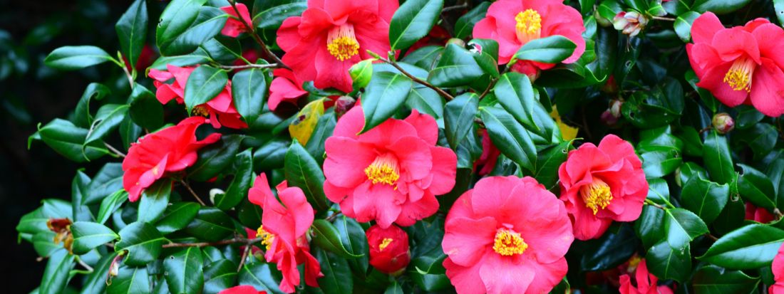 camelia invernale