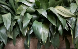 Aspidistra elatior foglie