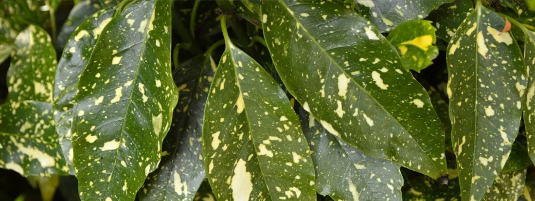 Aucuba japonica pianta sempreverde da ombra