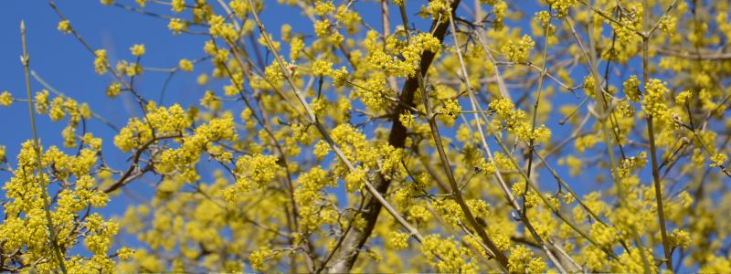 Coltivazione Corniolo pianta