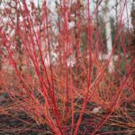 Cornus alba 'elegantissima' rami colorati