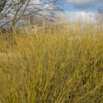 Cornus sericea 'Flaviramea' rami colorati
