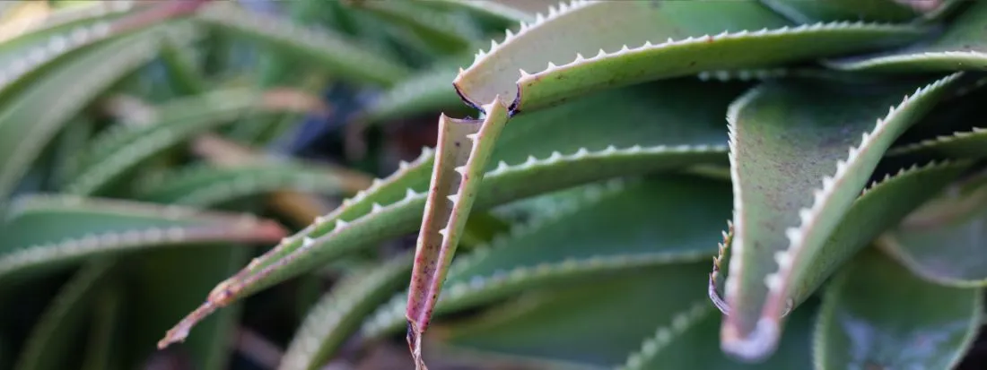 Foglia rotta aloe cosa fare