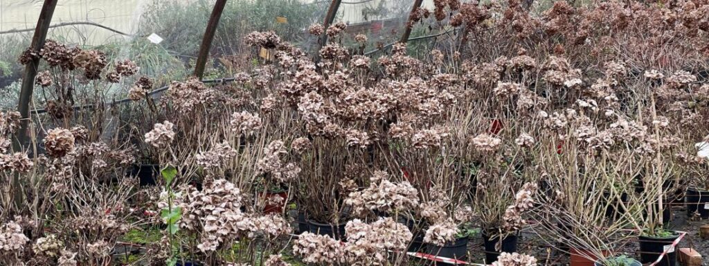 Foglia caduca significato