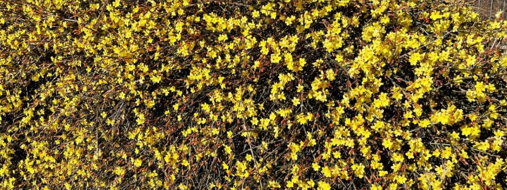 Gelsomino invernale jasminum nudiflorum