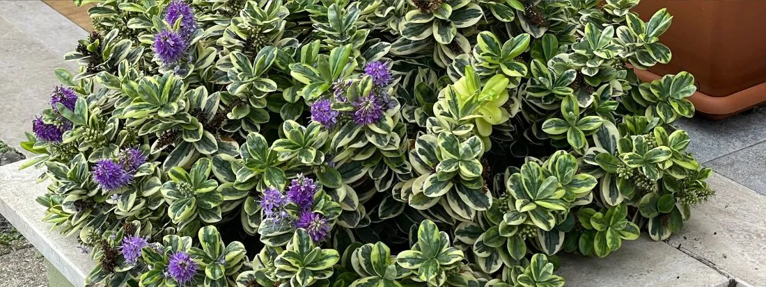 Hebe pianta Veronica