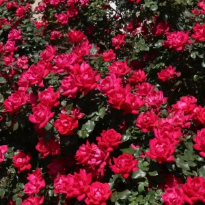 Rosa KNOCK OUT radko