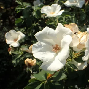 Rosa KNOCK OUT radwhite