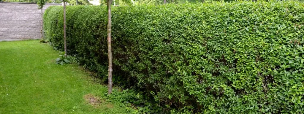 siepe Ligustro