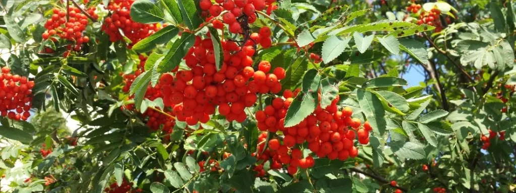 Sorbo degli Uccellatori, Albero di Fascino e Tradizione