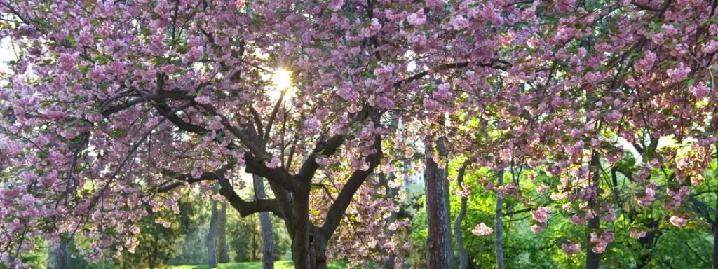 Alberi con fiorellini rosa