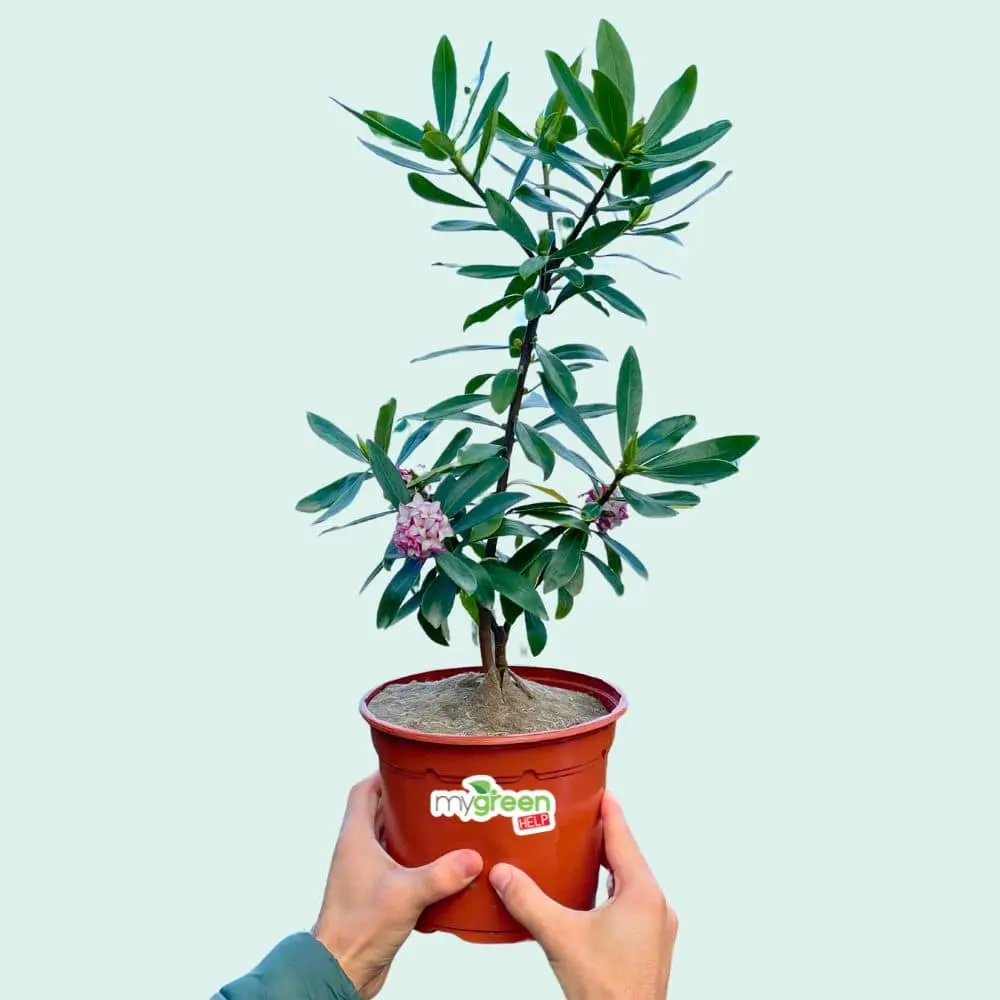 Daphne odora aureomarginata