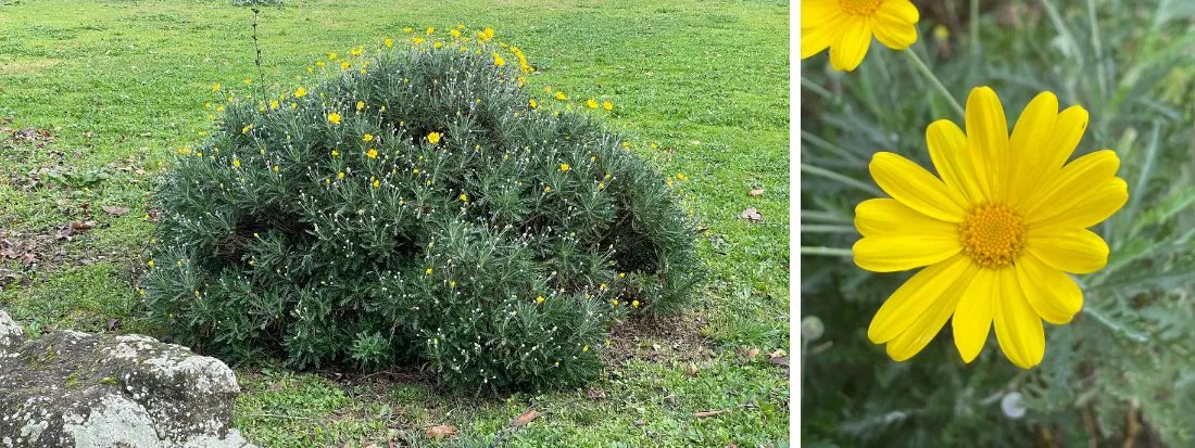 Euryops pectinatus margherita gialla