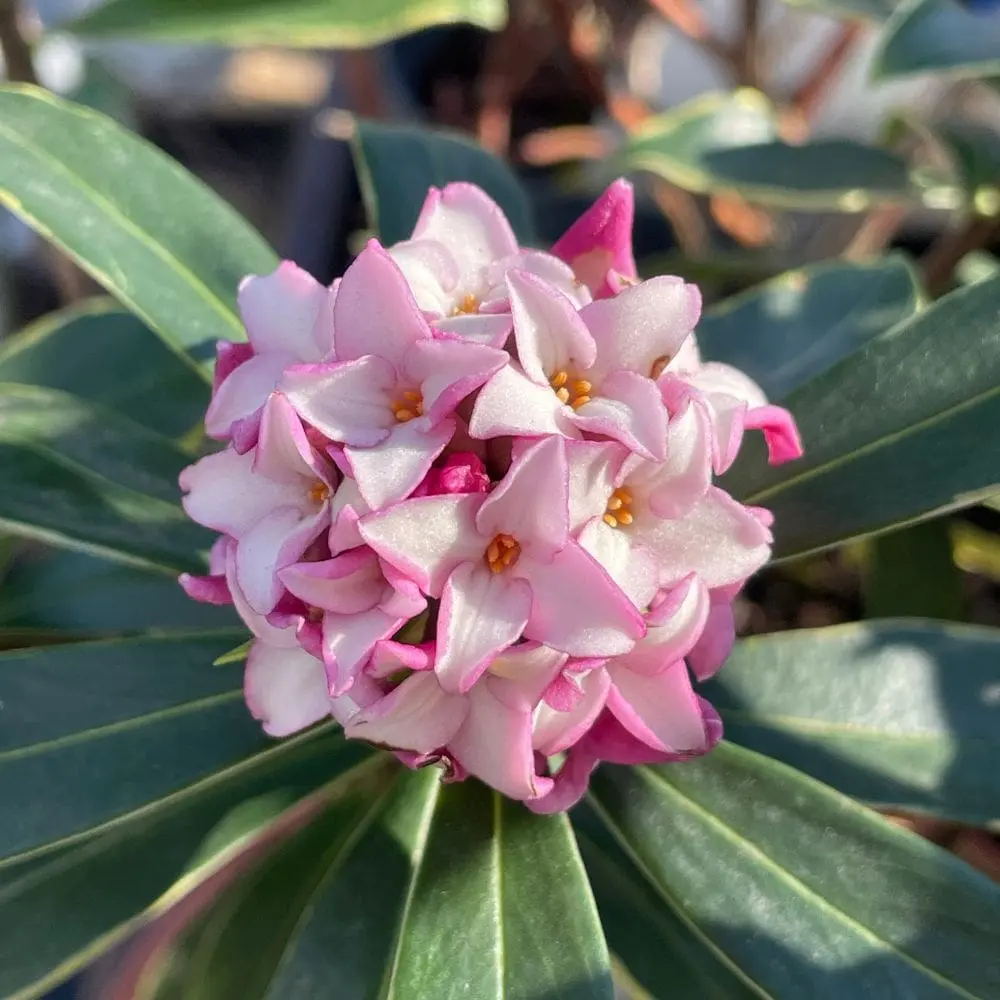 Fiore Daphne odora aureomarginata