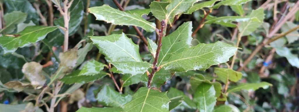 Leccio pianta tipica mediterranea