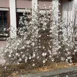 Magnolia stellata pianta