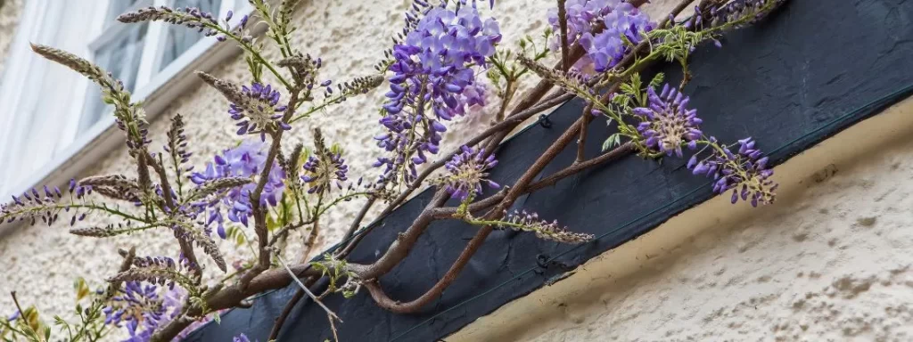 Perchè il glicine non fiorisce?