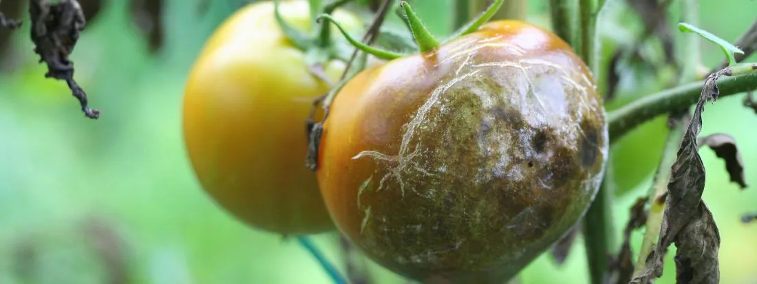 Peronospora Pomodoro