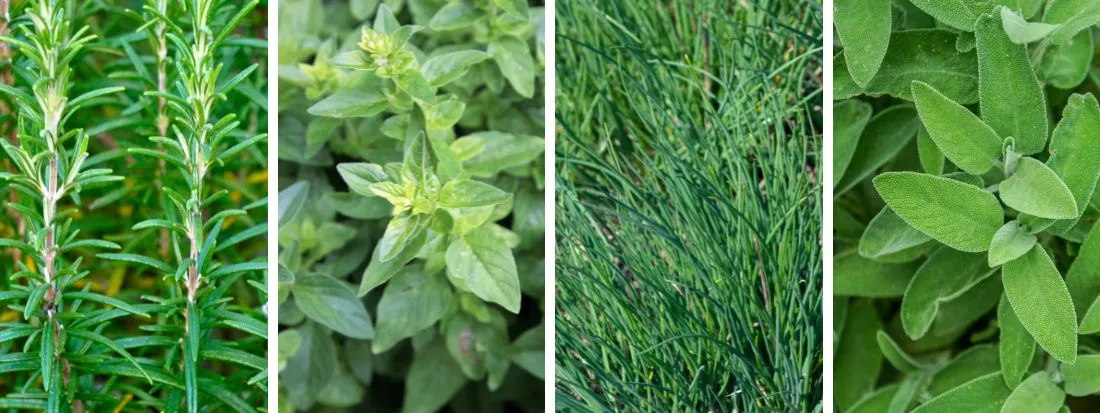 Piante aromatiche perenni resistenti al freddo