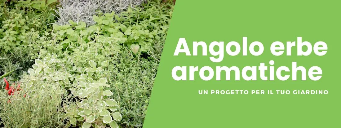 Progetto angolo erbe aromatiche in giardino