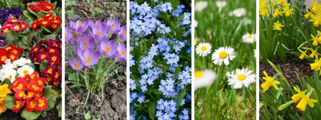 10 fiori primaverili