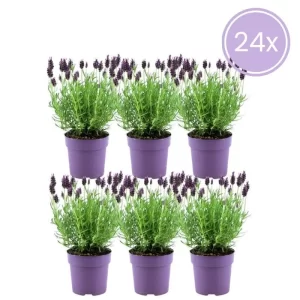 24 Lavanda stoechas anouk
