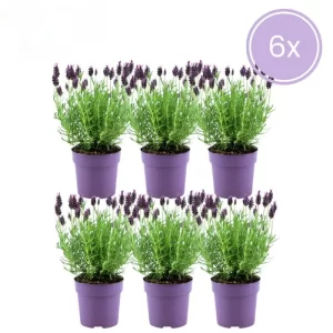 6 Lavanda stoechas anouk