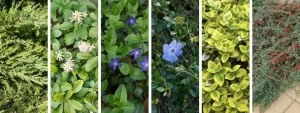 6 Piante tappezzanti per scarpate sempreverdi