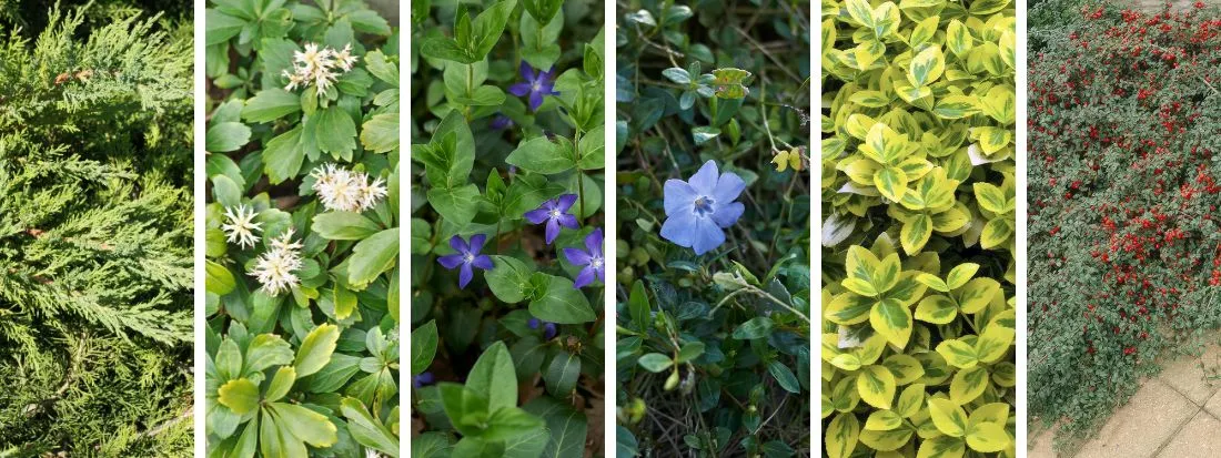6 Piante tappezzanti per scarpate sempreverdi