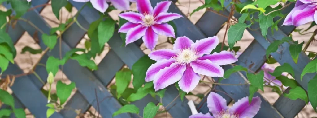 Clematide rampicante